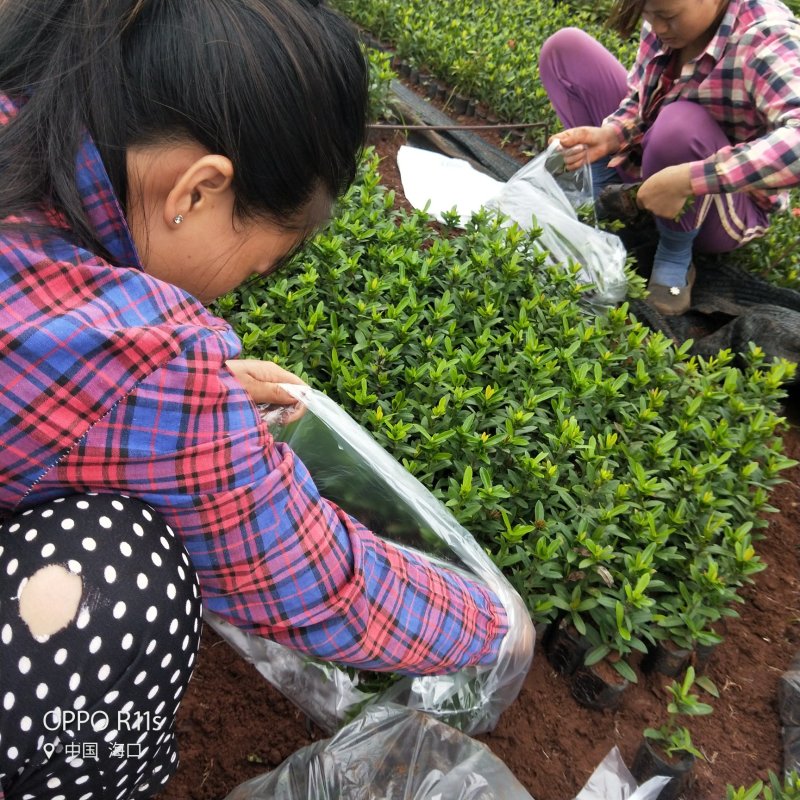 小叶龙船花大量供应要的找我