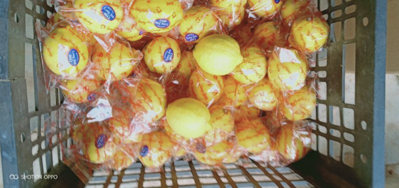 安岳尤力克柠檬皮薄汁多颗粒饱满批发零售代发量大从优