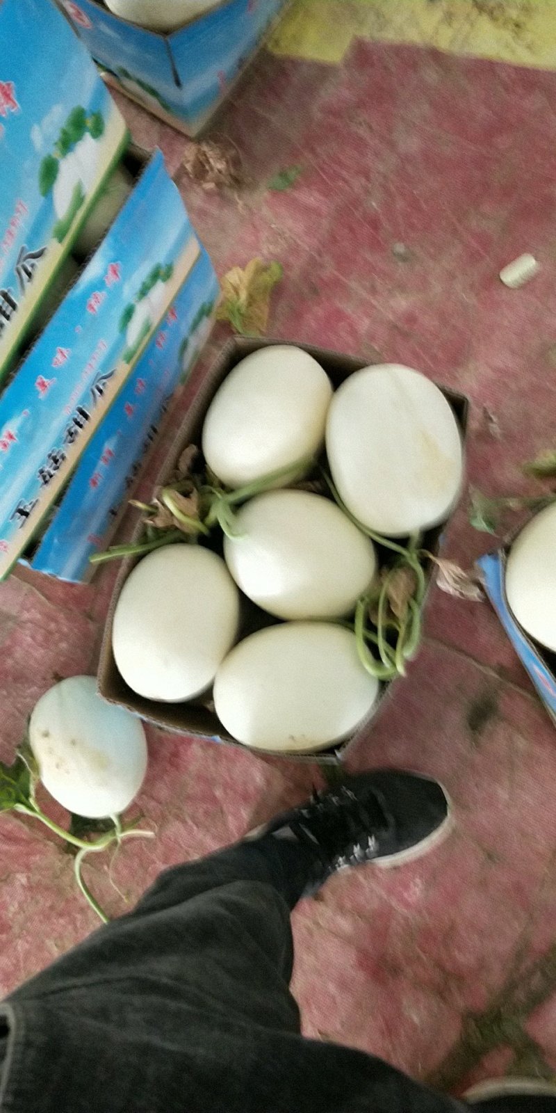 玉菇上市了欢迎客户前来选购，长期合作共赢
