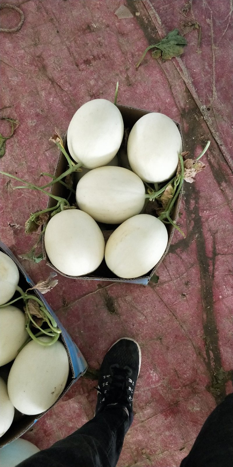 福建玉菇甜瓜大批量上市啦！欢迎客户前来考察采购
