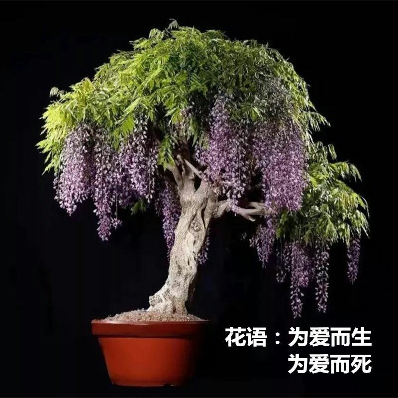 紫藤树苗盆栽四季攀援花卉爬藤绿植物庭院阳台紫藤萝攀爬凌霄