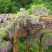 紫藤树苗盆栽四季攀援花卉爬藤绿植物庭院阳台紫藤萝攀爬凌霄