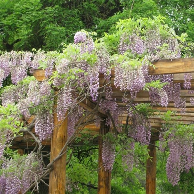 紫藤树苗盆栽四季攀援花卉爬藤绿植物庭院阳台紫藤萝攀爬凌霄