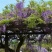 紫藤树苗盆栽四季攀援花卉爬藤绿植物庭院阳台紫藤萝攀爬凌霄