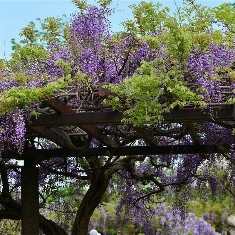 紫藤树苗盆栽四季攀援花卉爬藤绿植物庭院阳台紫藤萝攀爬凌霄