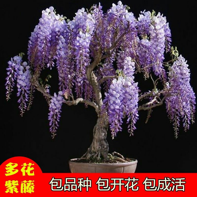 紫藤树苗盆栽四季攀援花卉爬藤绿植物庭院阳台紫藤萝攀爬凌霄