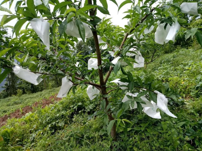 桃袋桃子套袋户外露天专用单双层早熟晚熟桃子套袋
