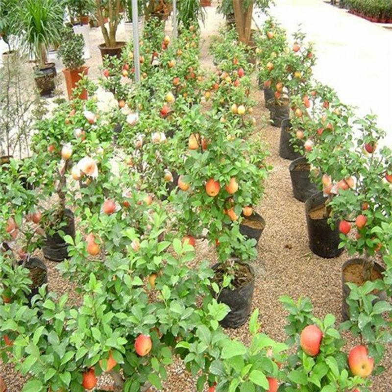 黑钻冬红苹果盆栽水果果树苗地栽庭院四季室内室外南北方
