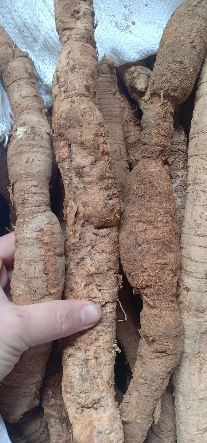 牛大力大牛，大(小)叶高粉质够老身