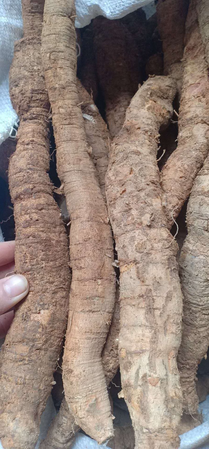 牛大力大牛，大(小)叶高粉质够老身