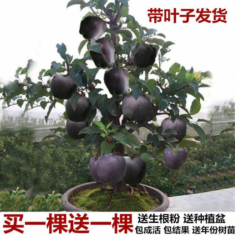 黑钻苹果盆栽水果果树苗地栽庭院四季室内室外南北方种植当年