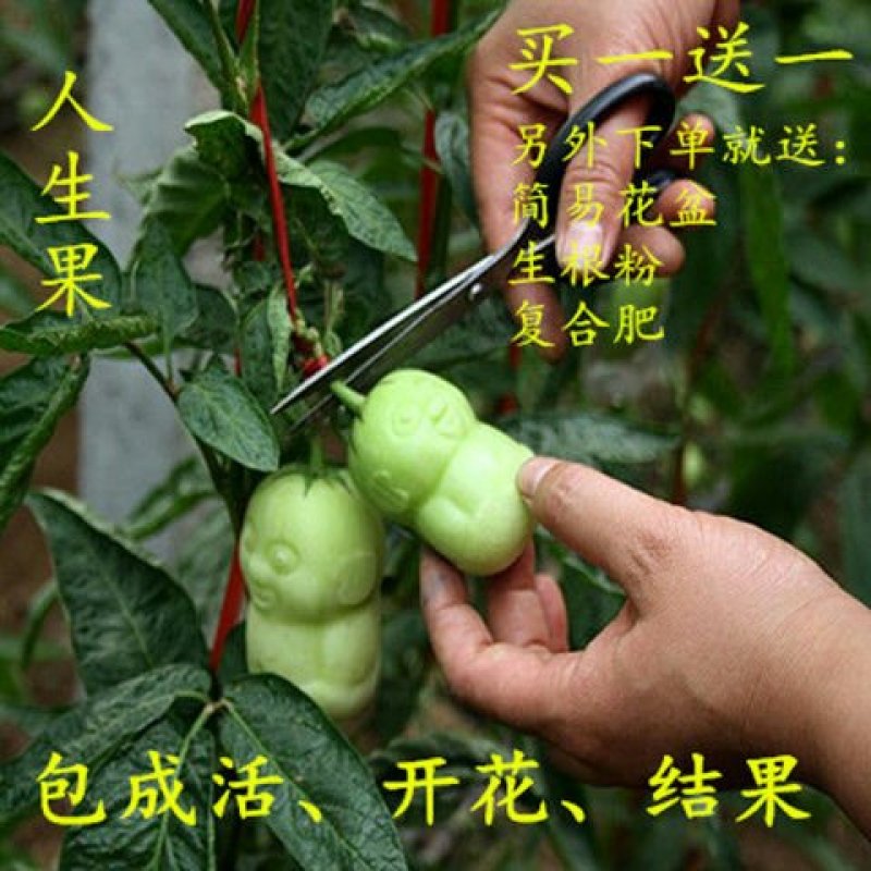 盆景盆花，直接可以下单包邮