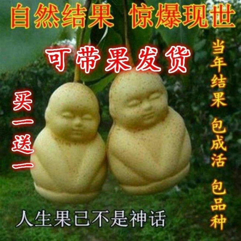 盆景盆花，直接可以下单包邮