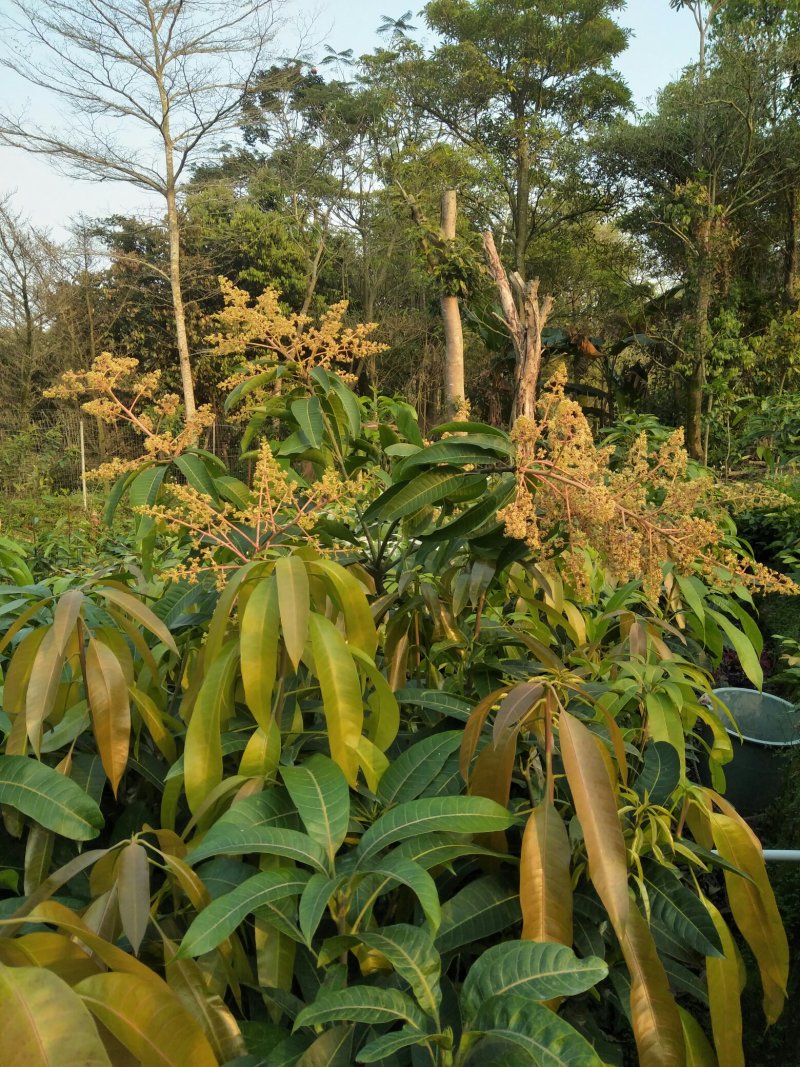 (包邮.包技术)金煌芒，四季蜜芒嫁接苗次年可挂果