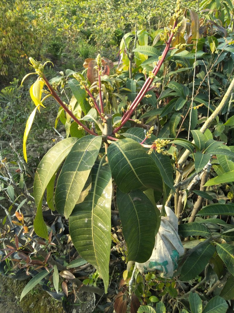 (包邮.包技术)金煌芒，四季蜜芒嫁接苗次年可挂果