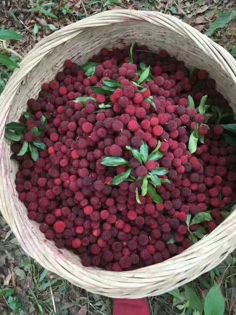 杨梅，鲜杨梅，广西杨梅，基地直供一手货源，早熟种很甜