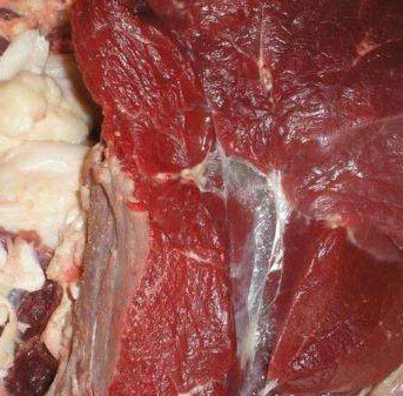 养殖场现杀新鲜驴肉带皮驴肉