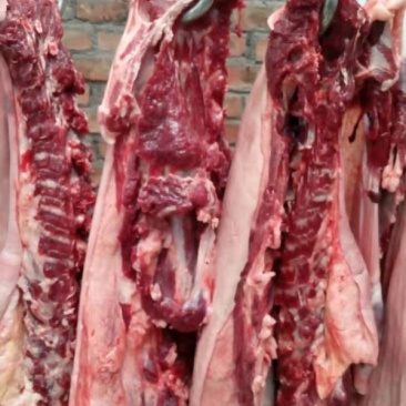 养殖场现杀新鲜驴肉带皮驴肉