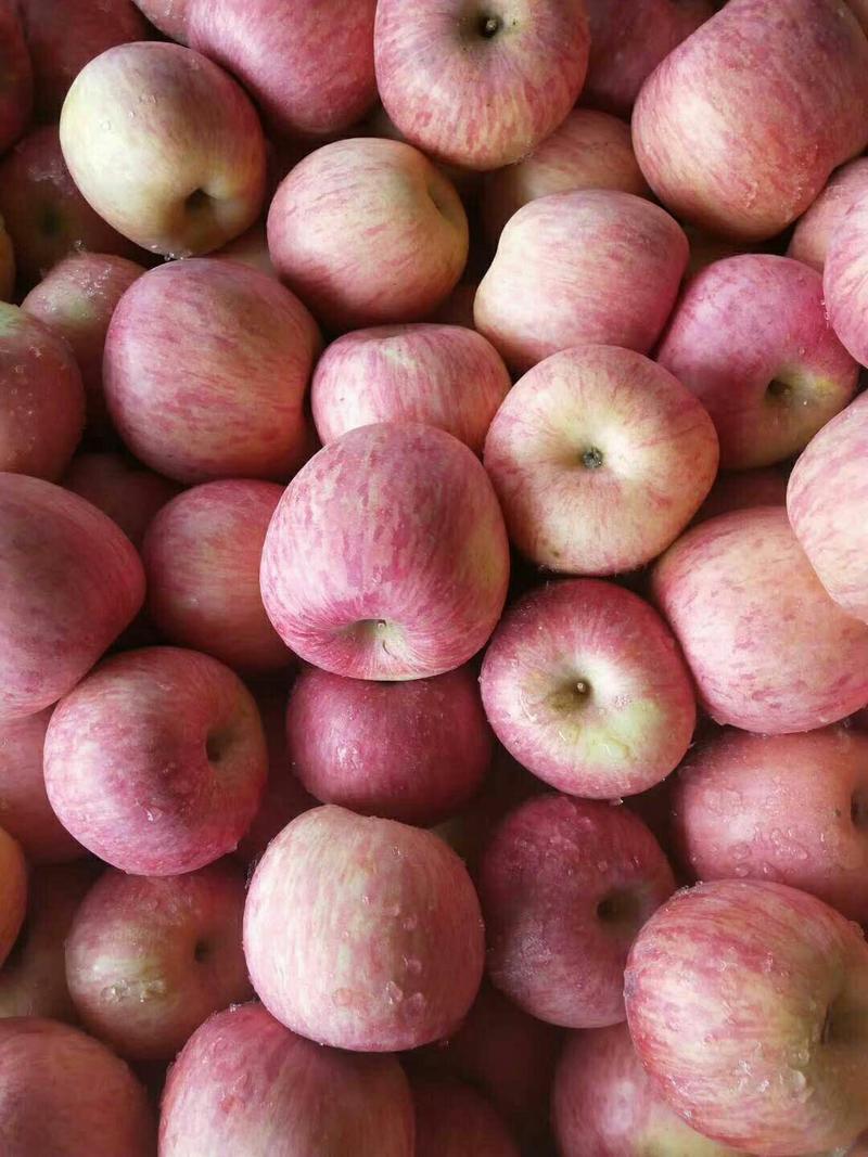 红富士苹果货源充足保质保量，口感脆甜，地头看货，价格可议