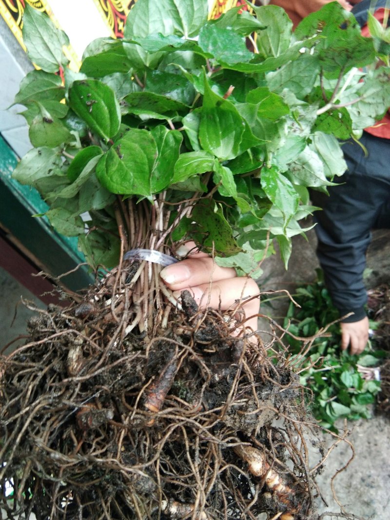 保质保量随时可聊品质精选重楼新鲜上市