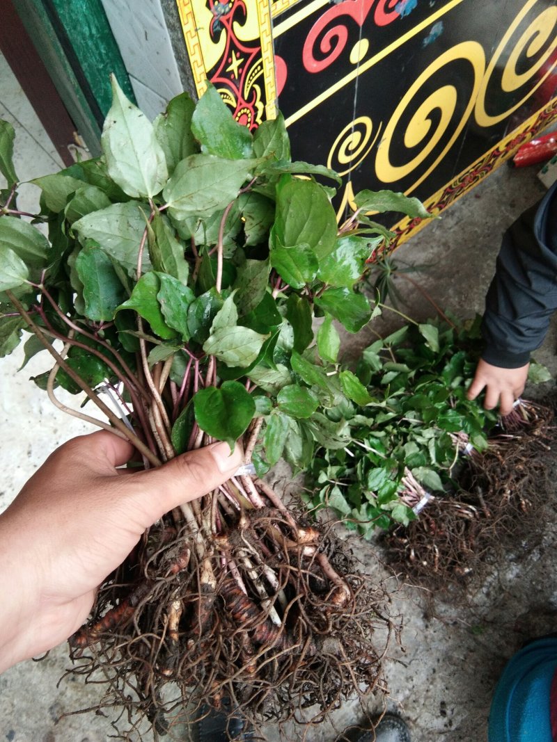 保质保量随时可聊品质精选重楼新鲜上市