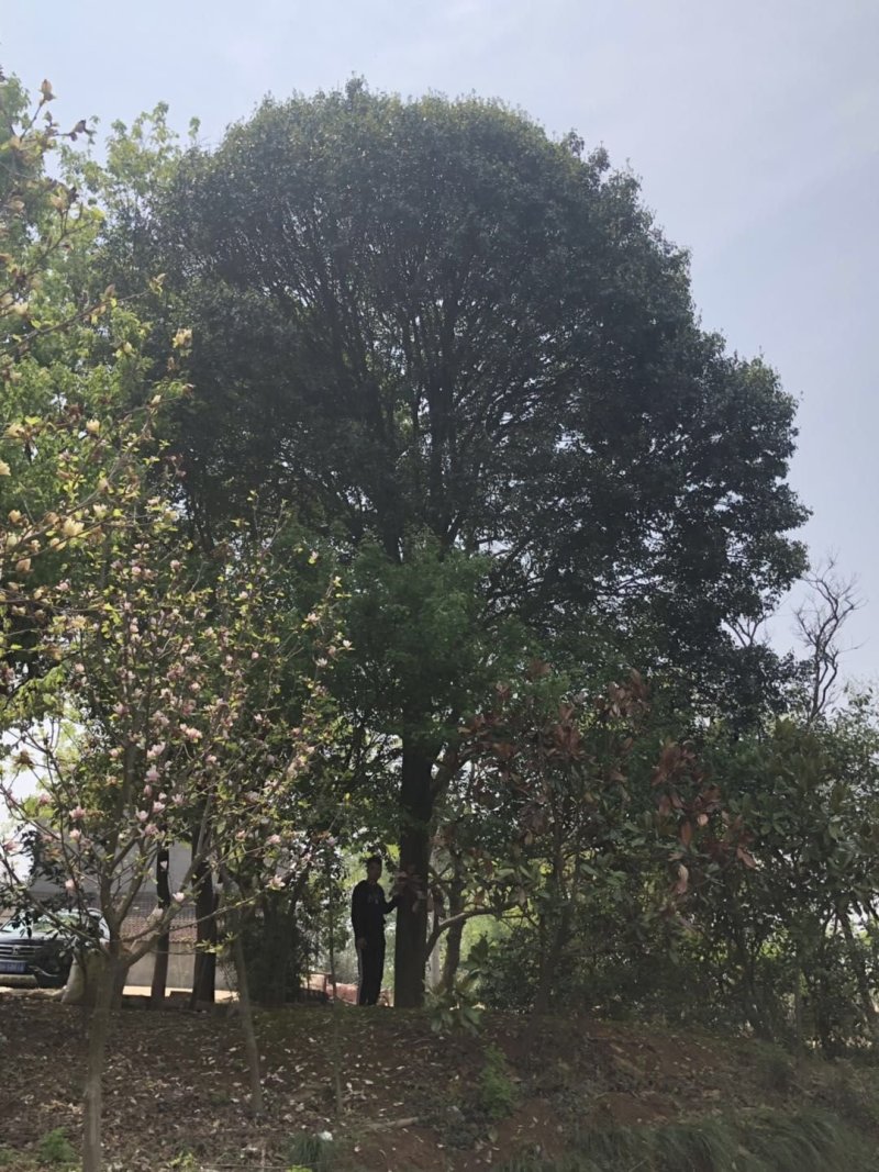 38公分红果冬青，一对