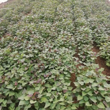 西瓜红红薯苗西瓜红地瓜苗上市，脱毒冷棚育苗，