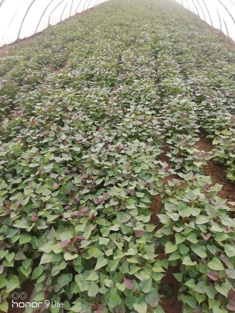 西瓜红红薯苗西瓜红地瓜苗上市，脱毒冷棚育苗，