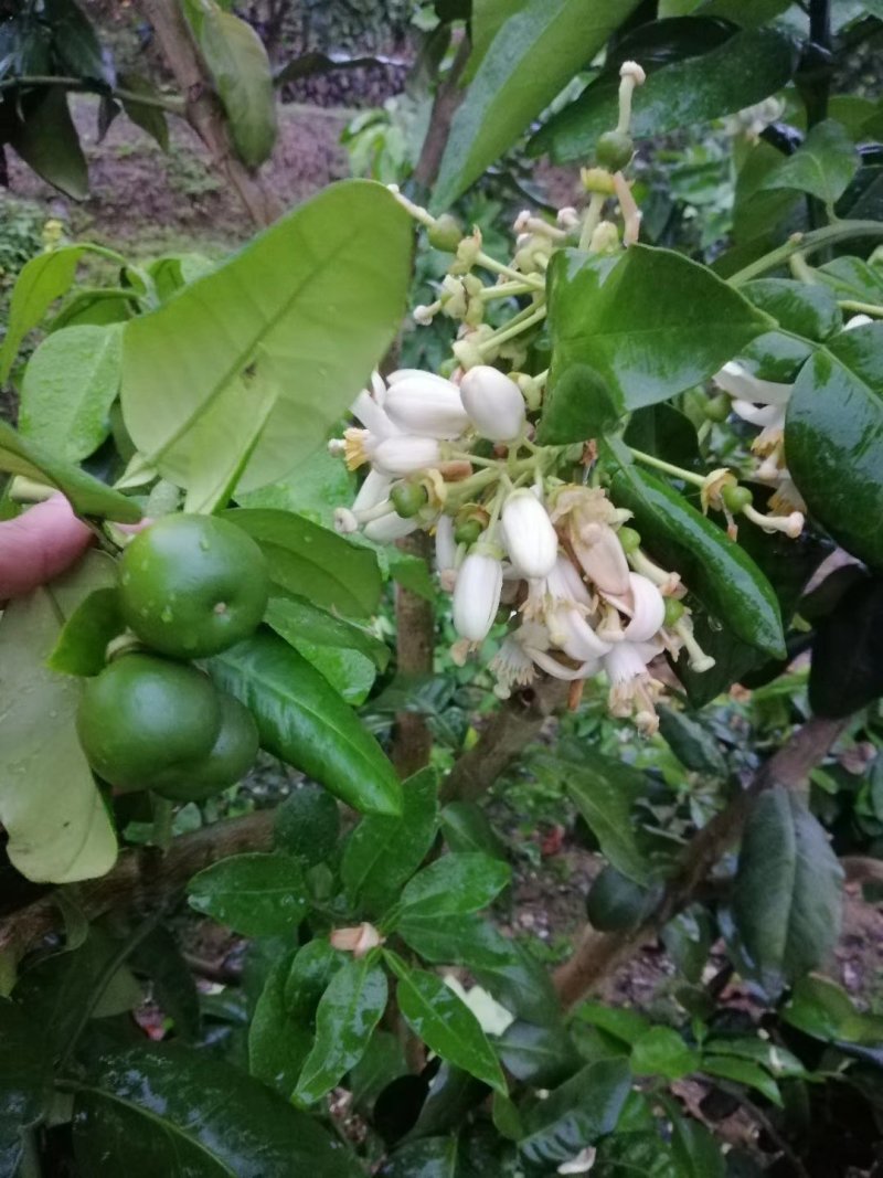 梅州大埔青溪蜜柚产地直发诚信经营新历9月份左右