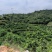 梅州大埔青溪蜜柚产地直发诚信经营新历9月份左右