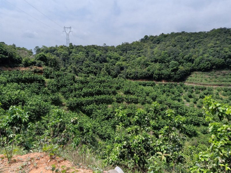 梅州大埔青溪蜜柚产地直发诚信经营新历9月份左右