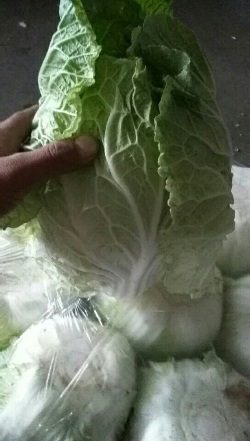 本地白菜大量上市，今天价格9毛