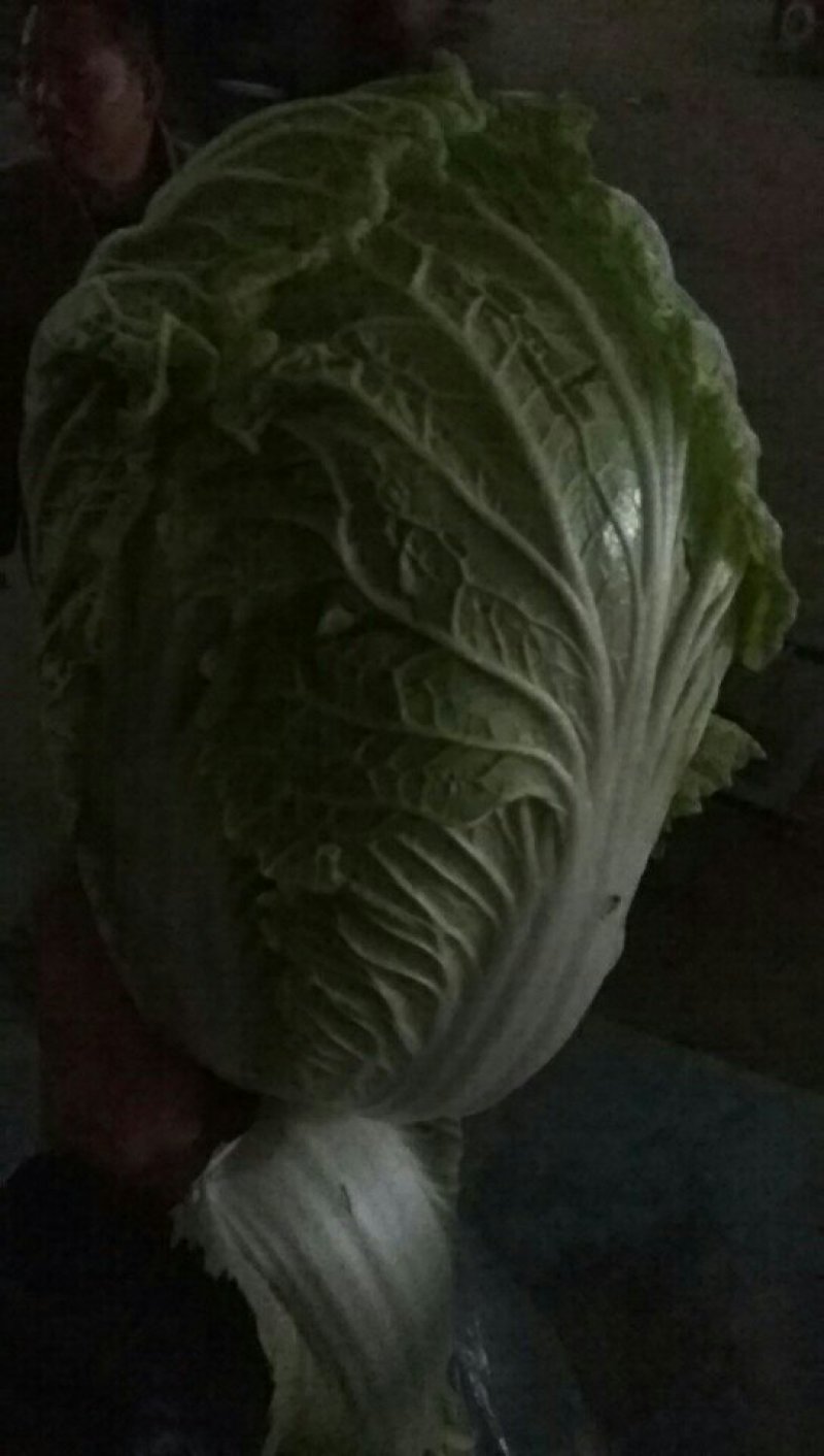 本地白菜大量上市，今天价格9毛