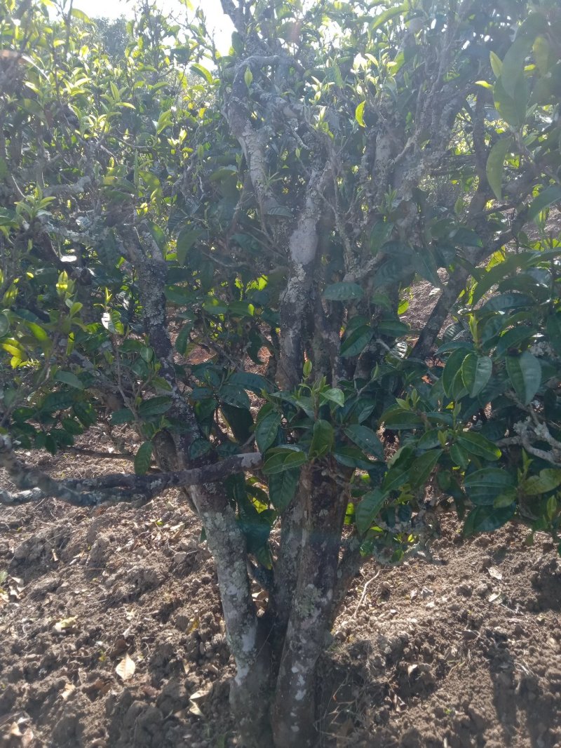 王平山茶业