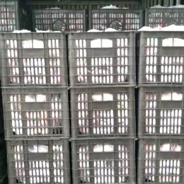油桃大棚油桃山东聊城