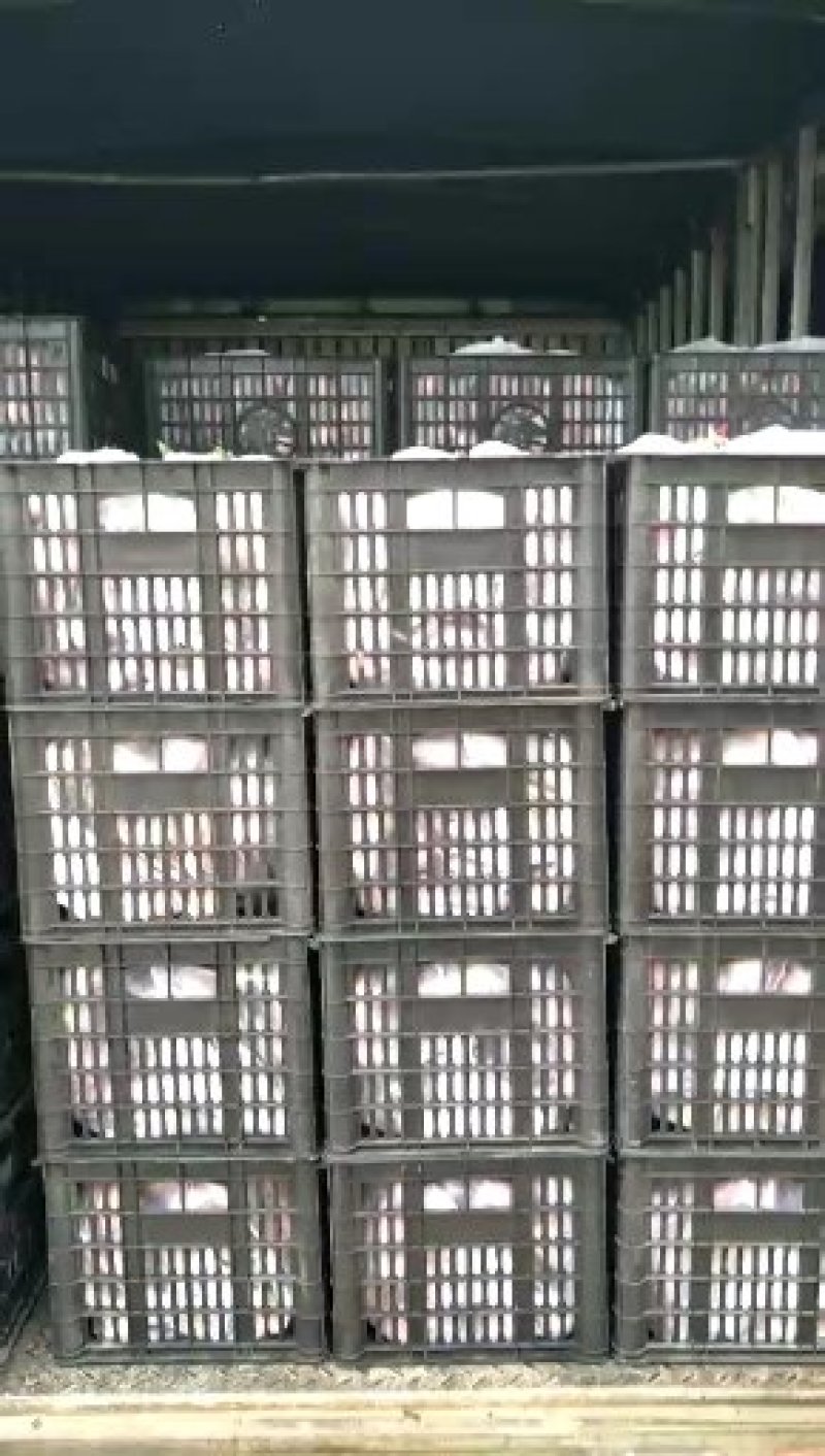 油桃大棚油桃山东聊城