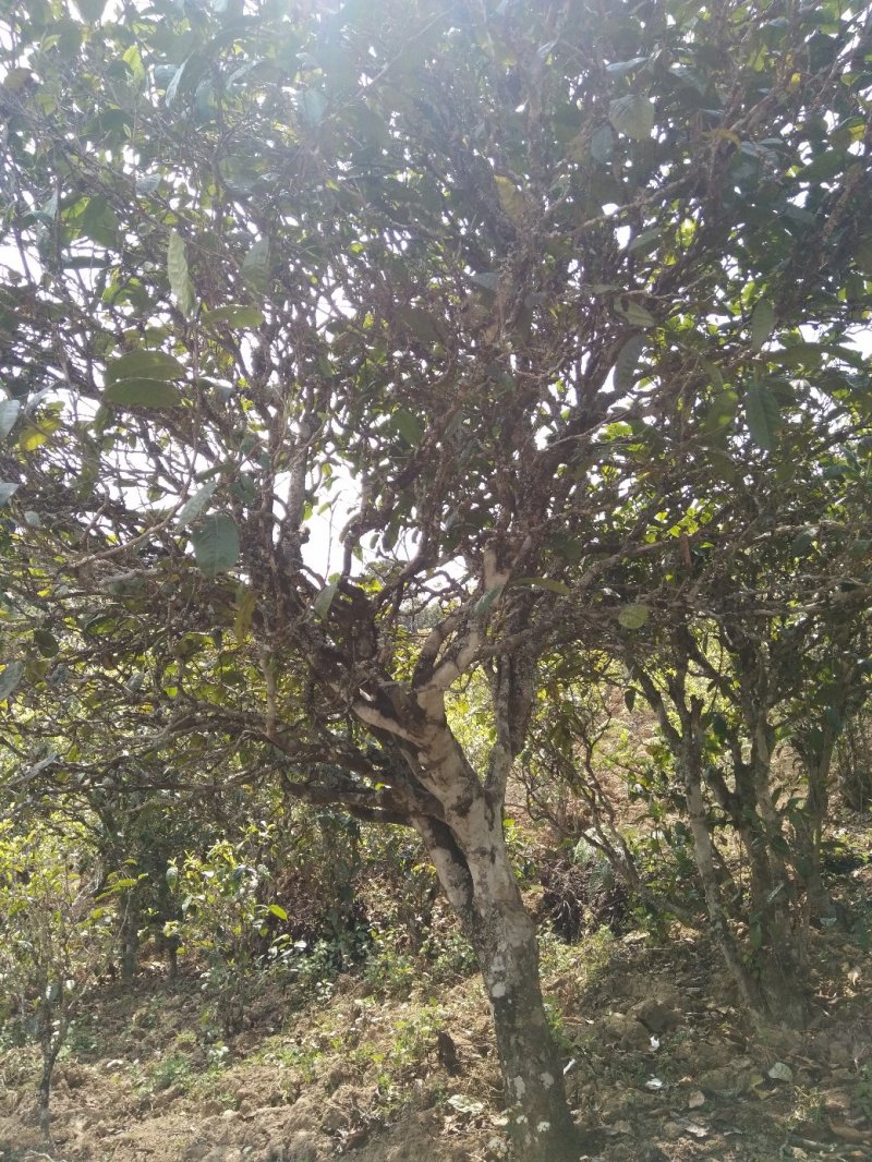 王平山茶业