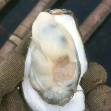 生蚝全部特价