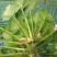 优质大菱角种苗青菱角种子水果红菱角种子早熟菱角种子
