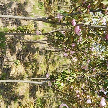 樱花树