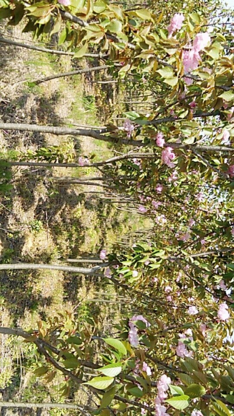 樱花树