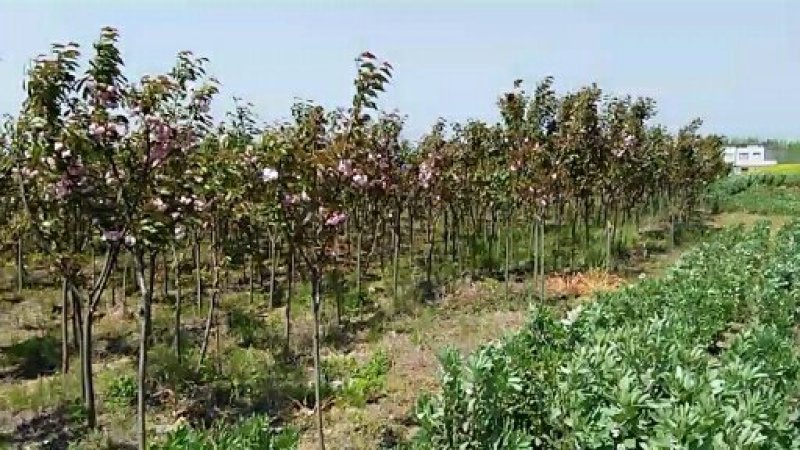 樱花树