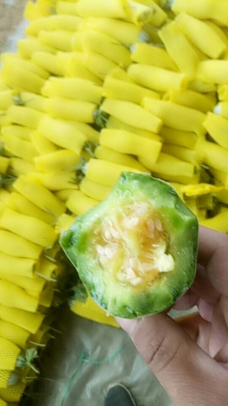 博洋蜜瓜