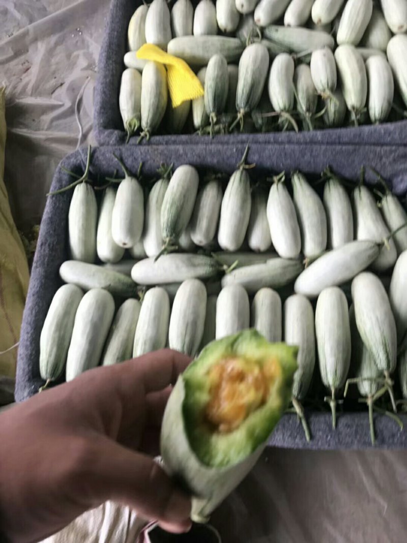 博洋蜜瓜