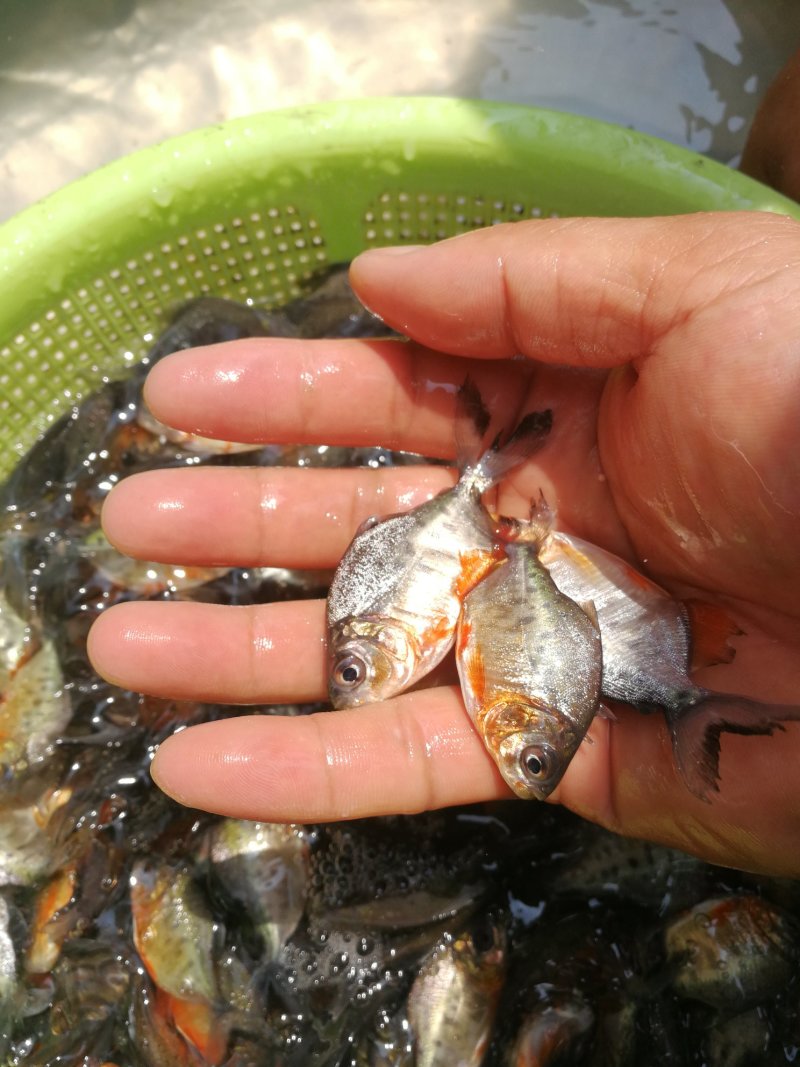 鲳鱼苗
