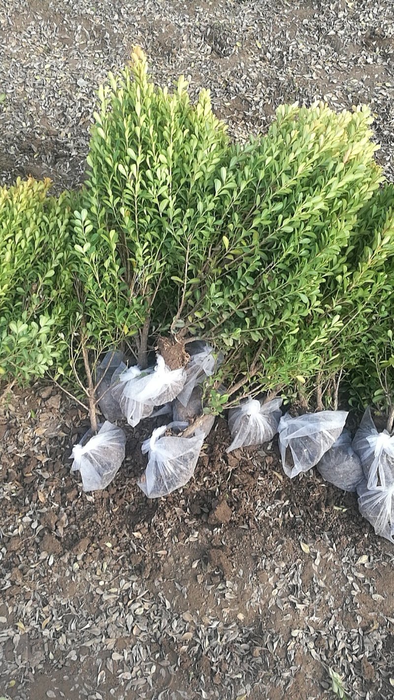 大叶黄杨，小叶黄杨，卫矛，