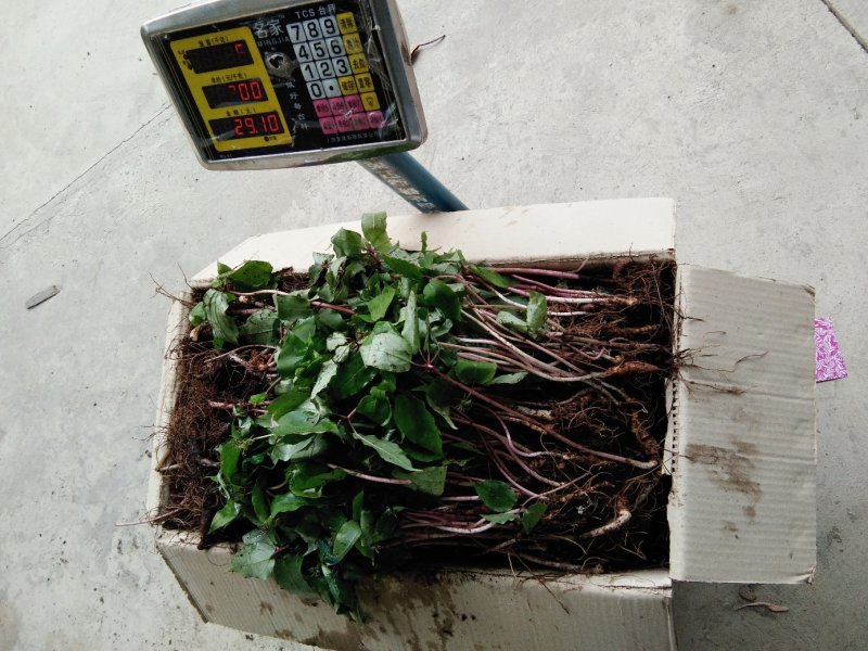 重楼苗