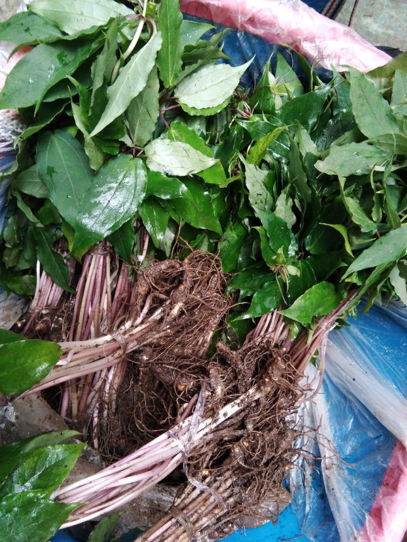 重楼苗