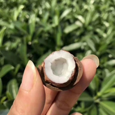 正宗非洲椰皇