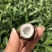 正宗非洲椰皇